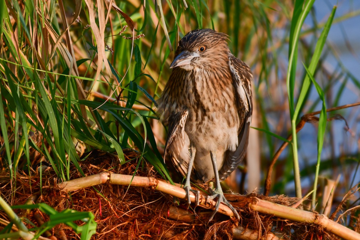 Black-crowned Night Heron (Eurasian) - ML644642866
