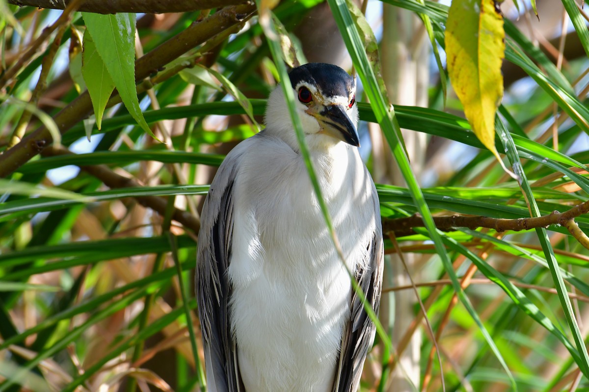 Black-crowned Night Heron (Eurasian) - ML644642867