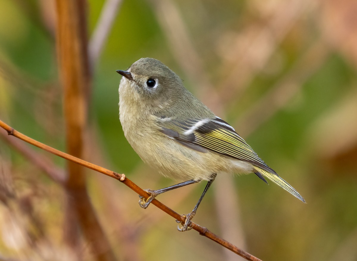 králíček americký - ML644642868