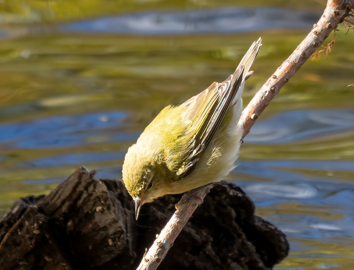 lesňáček olivový - ML644642877