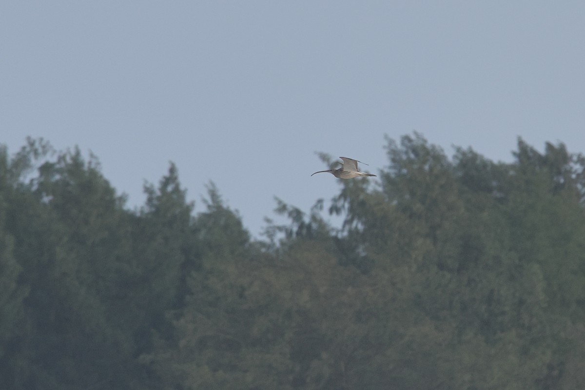 Морин тутгалжин - ML644642883