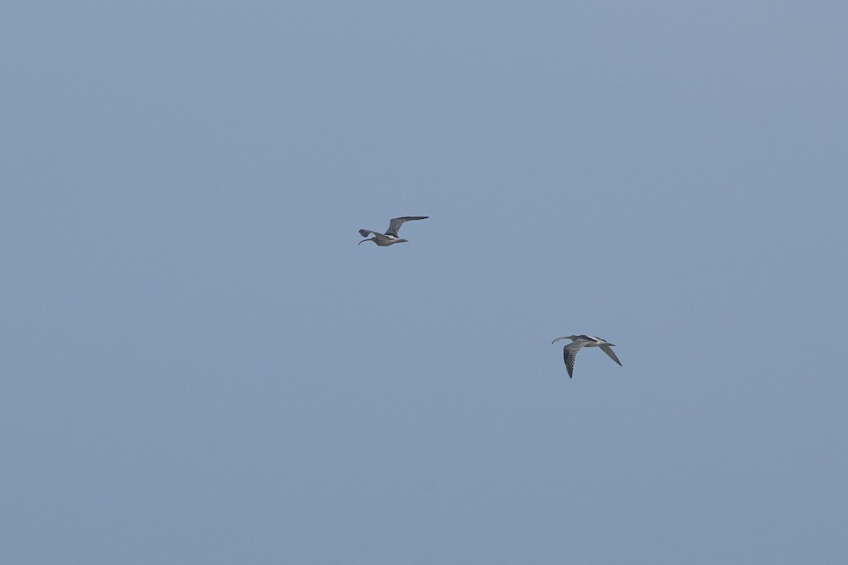 Морин тутгалжин - ML644642884