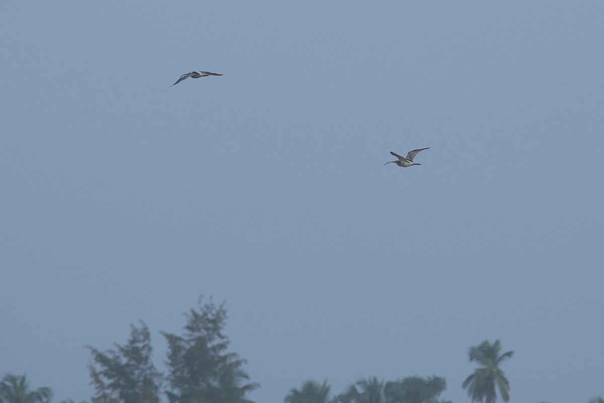 Морин тутгалжин - ML644642885