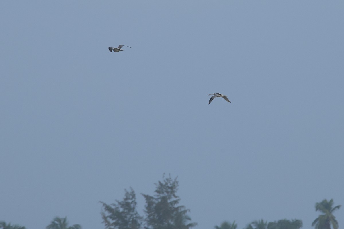 Морин тутгалжин - ML644642886