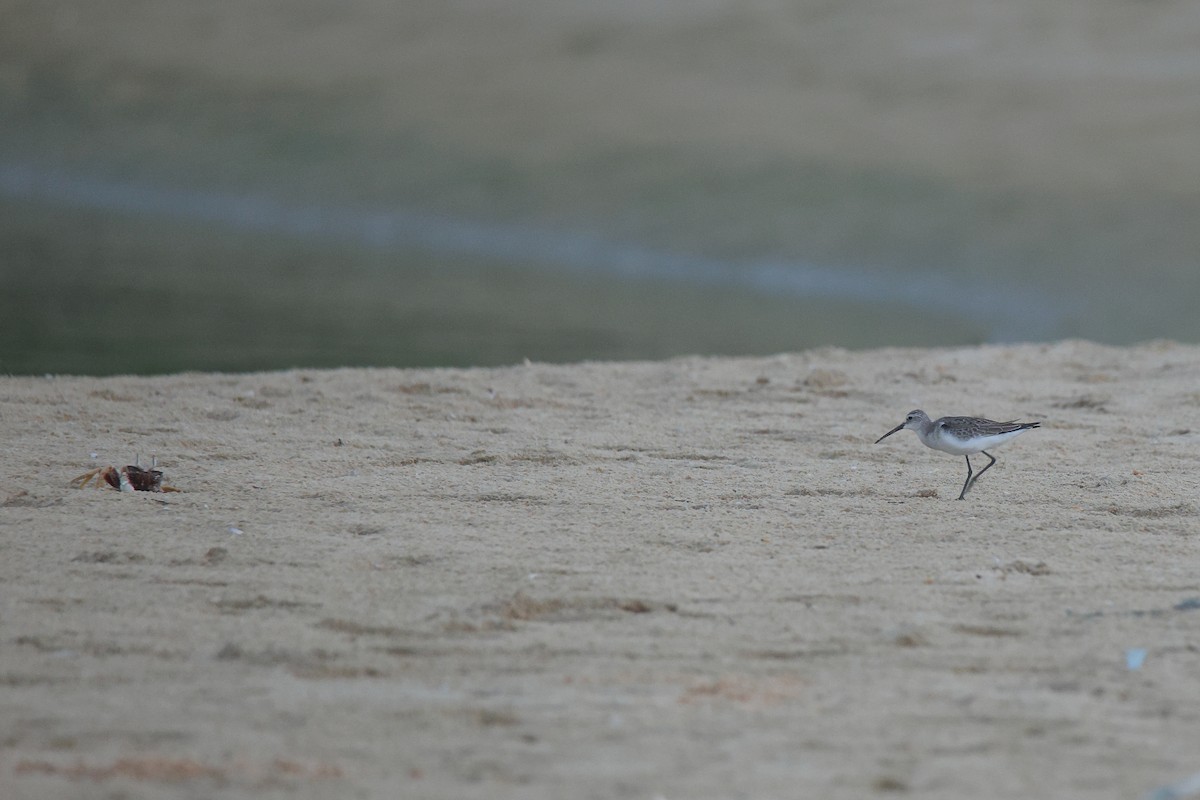 Curlew Sandpiper - ML644642887