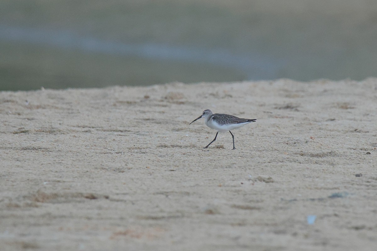 Curlew Sandpiper - ML644642888