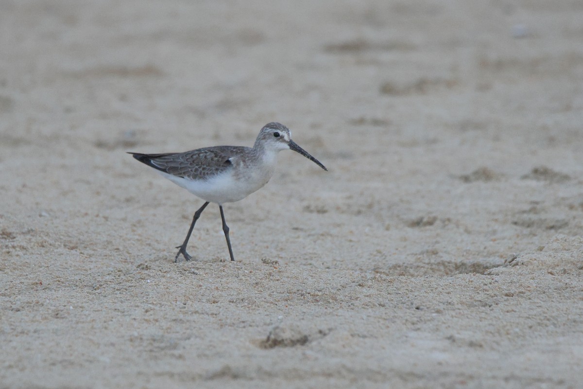 Curlew Sandpiper - ML644642889