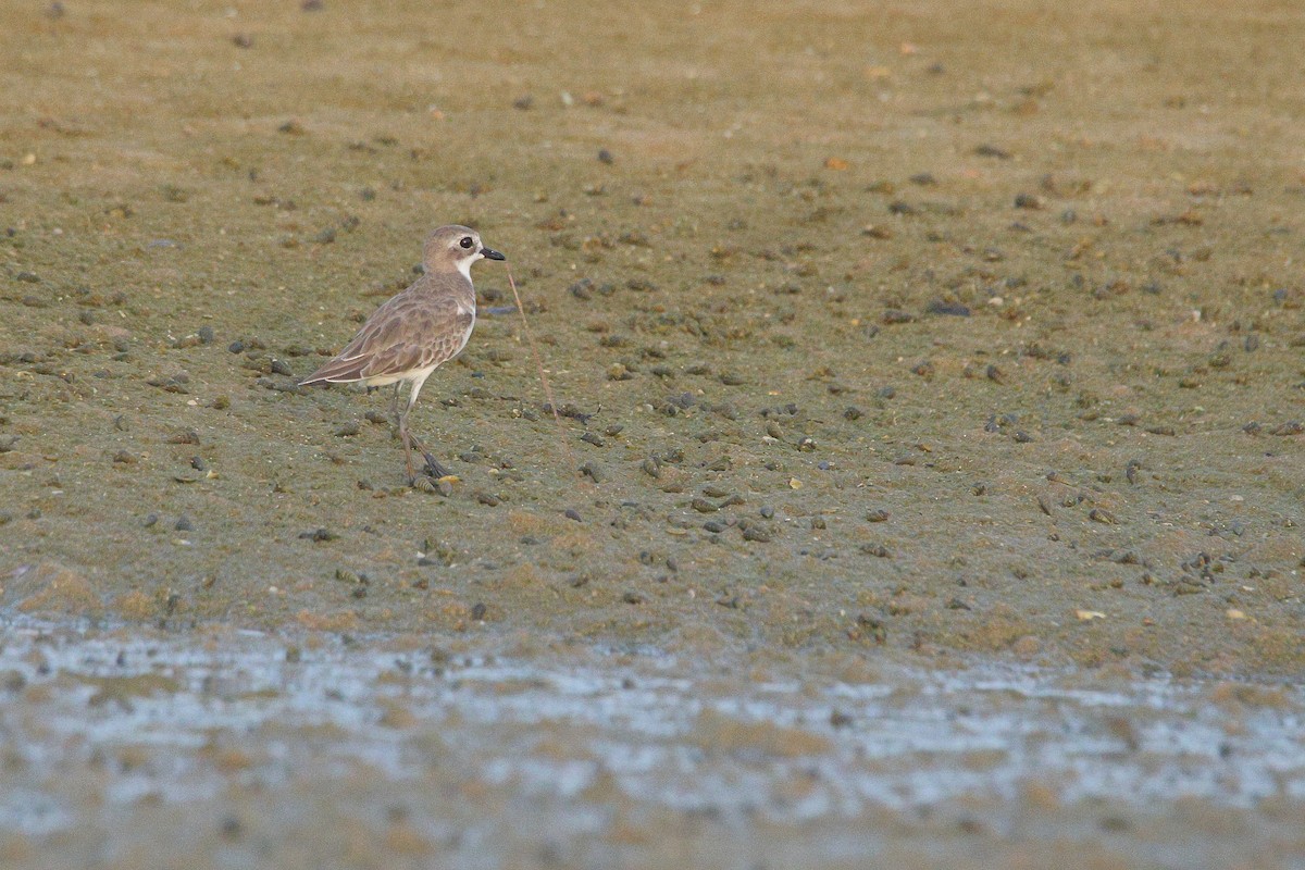 Tibetan Sand-Plover - ML644642903