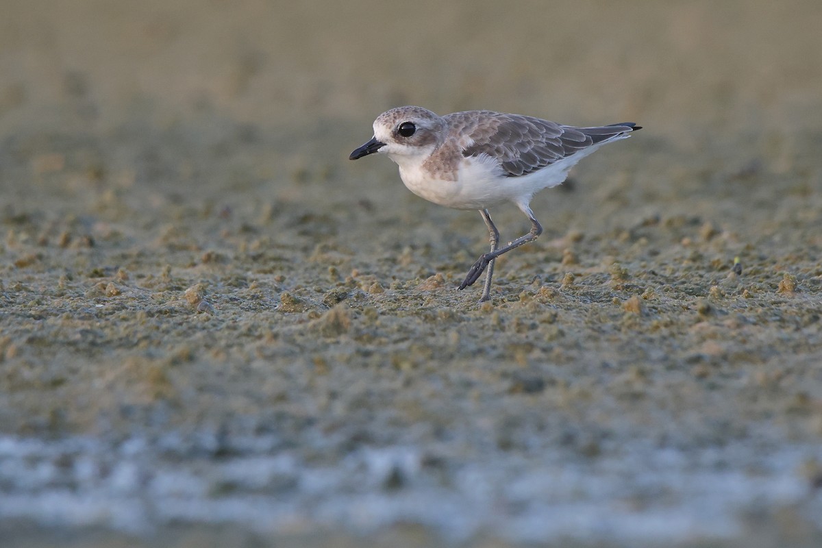 Tibetan Sand-Plover - ML644642904