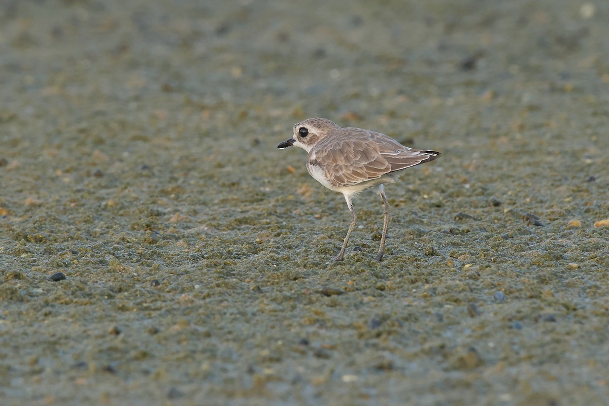 Tibetan Sand-Plover - ML644642905