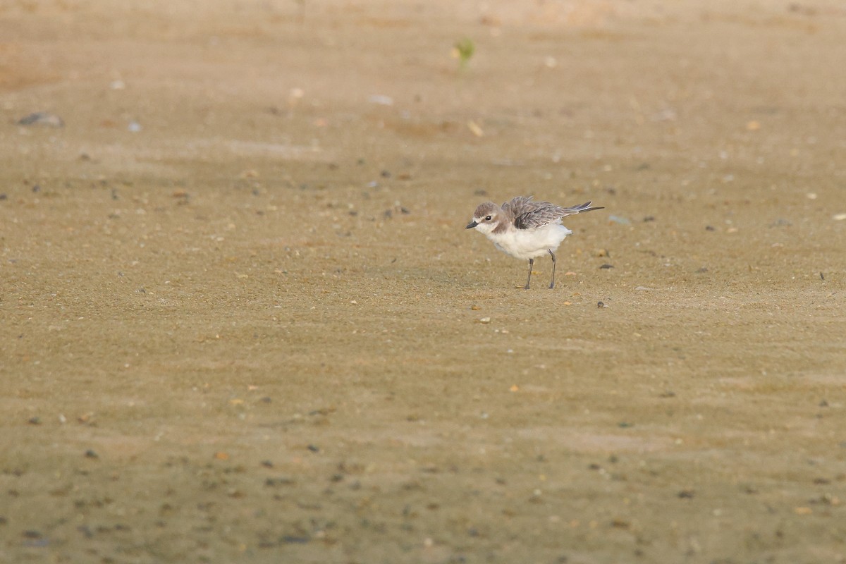 Tibetan Sand-Plover - ML644642908