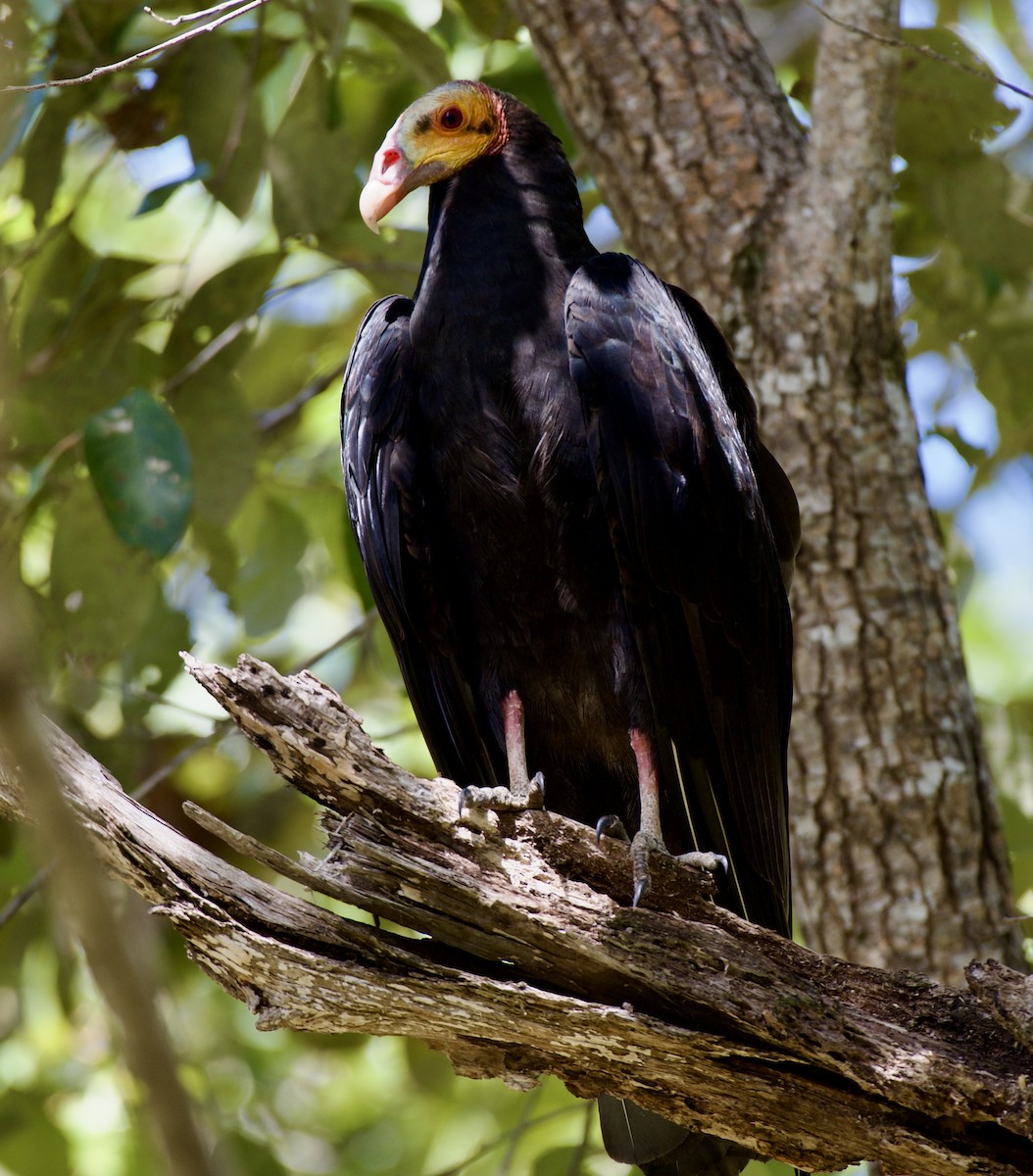 Lesser Yellow-headed Vulture - ML644642909