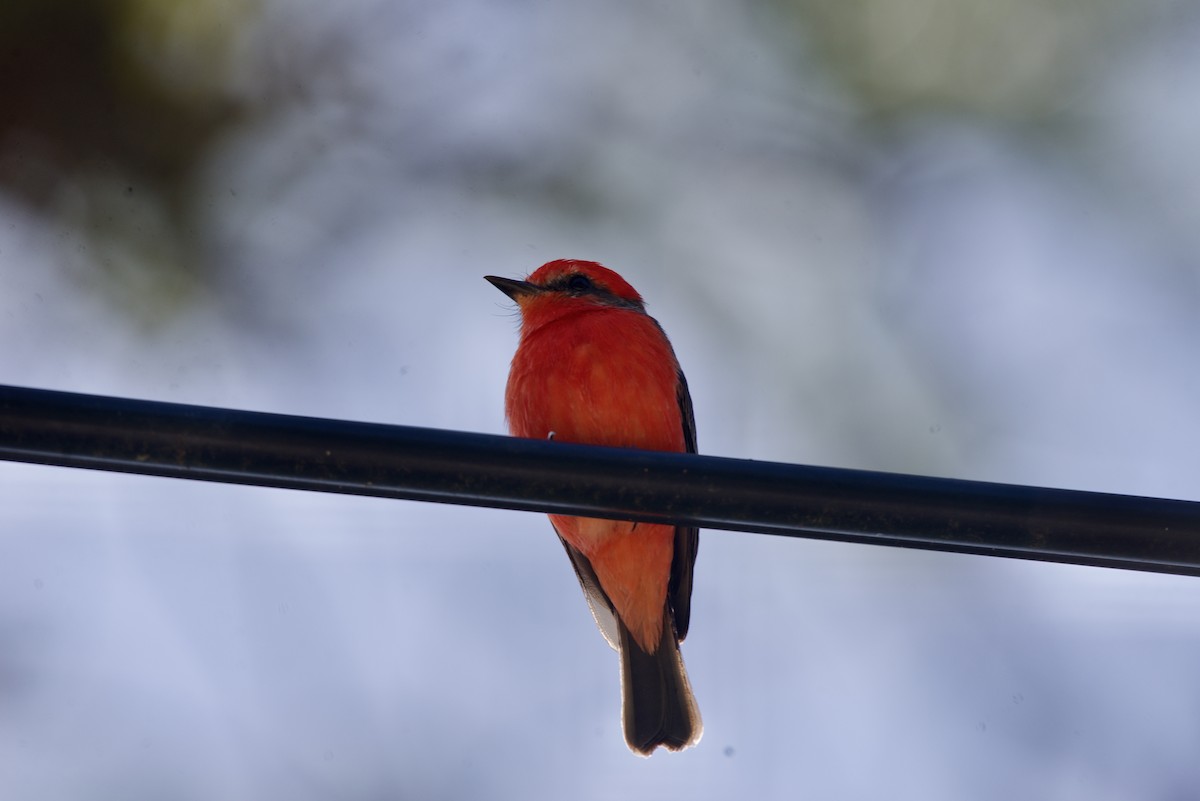 Vermilion Flycatcher - ML644642911