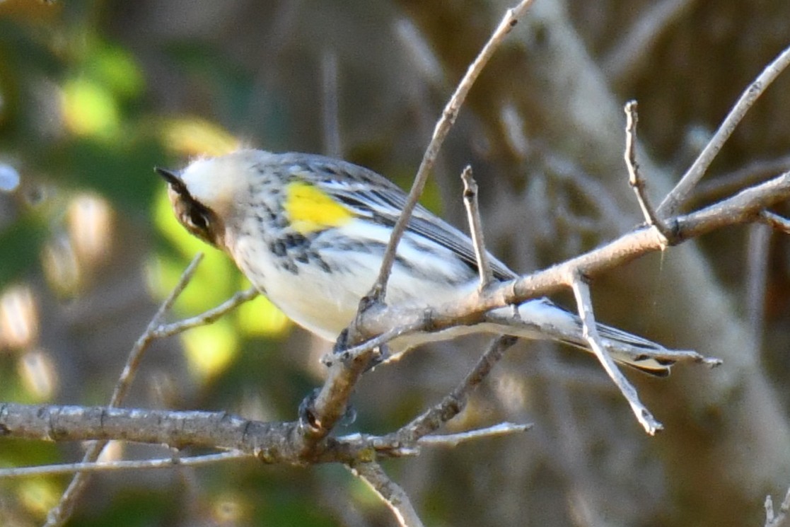 lesňáček žlutoskvrnný - ML644642913