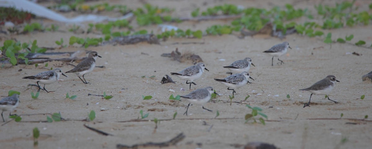 Sanderling - ML644642915