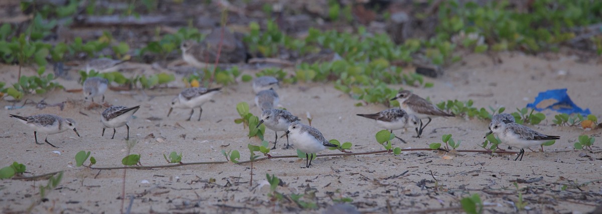 Sanderling - ML644642916