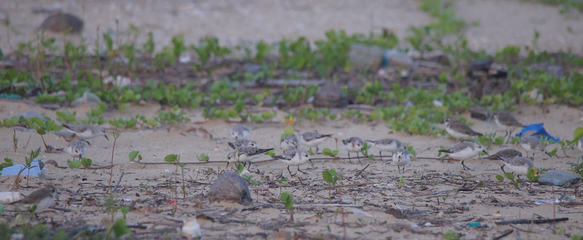 Sanderling - ML644642917