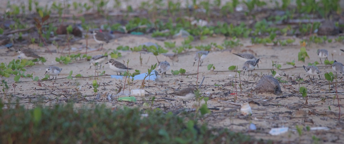 Sanderling - ML644642919