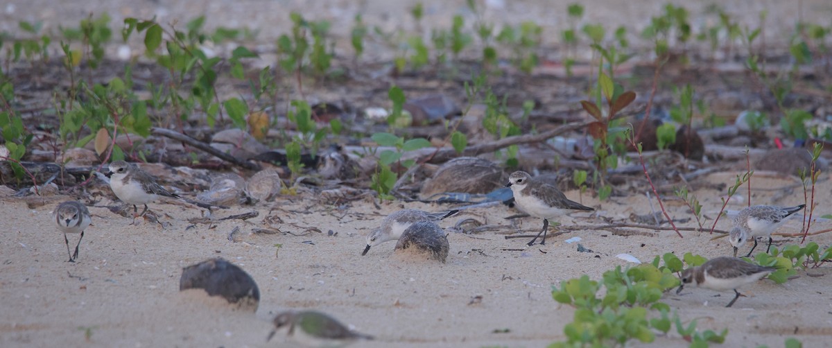 Sanderling - ML644642920