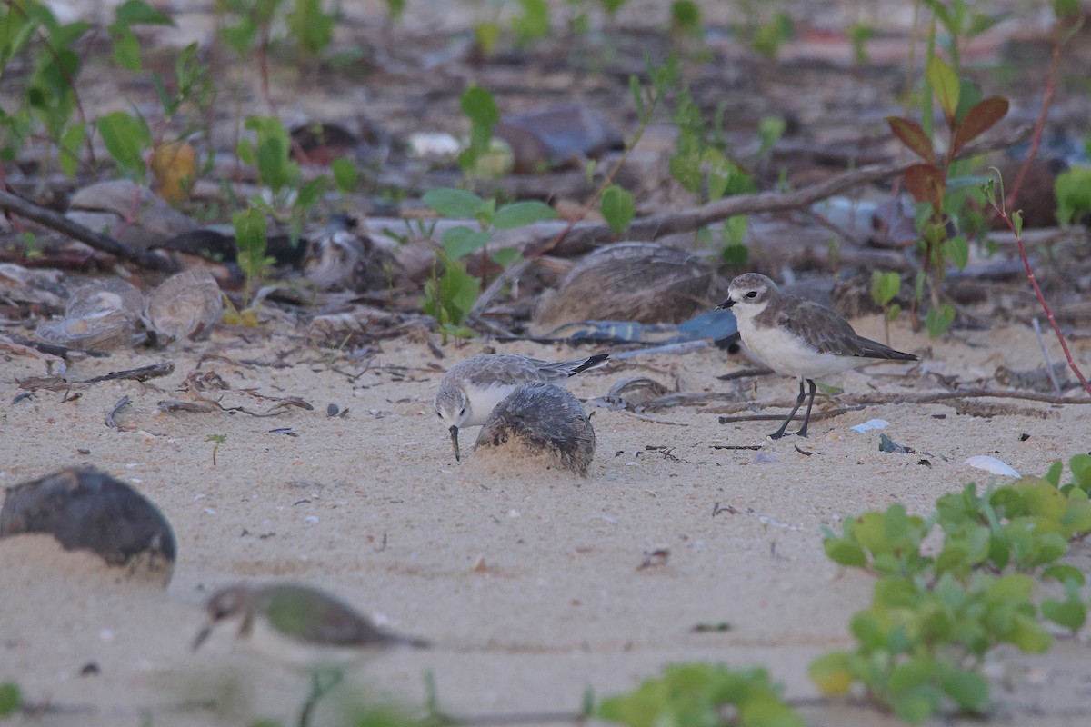 Sanderling - ML644642921