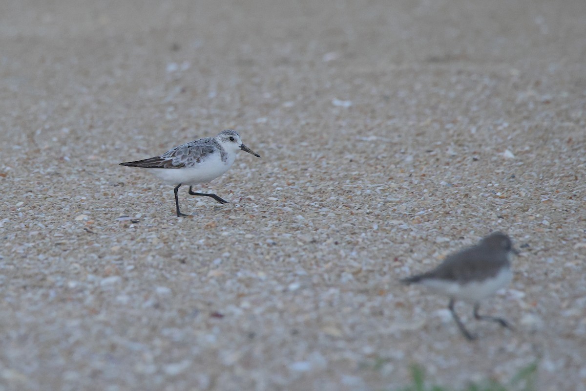 Sanderling - ML644642926