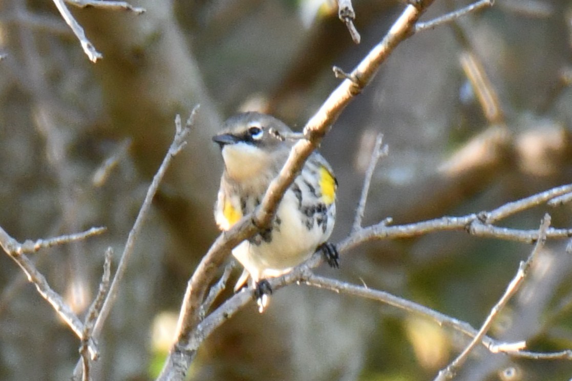 lesňáček žlutoskvrnný - ML644642934