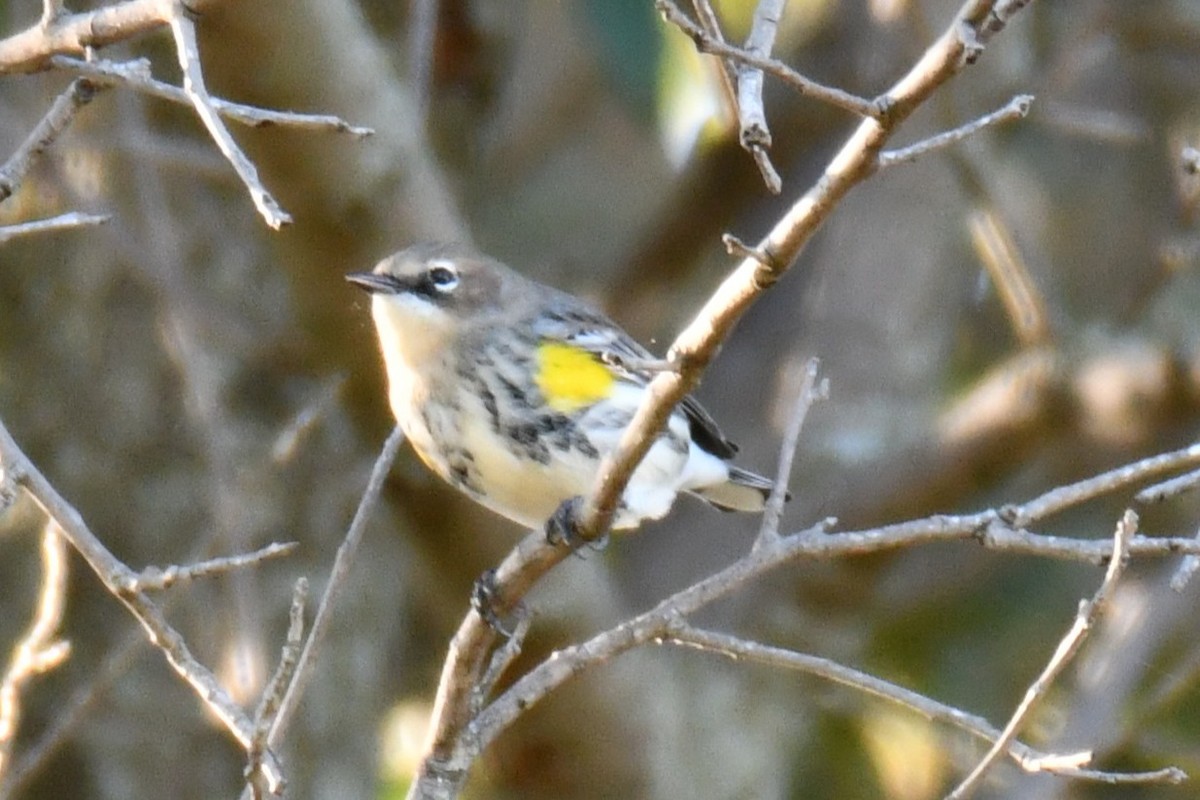 lesňáček žlutoskvrnný - ML644642935