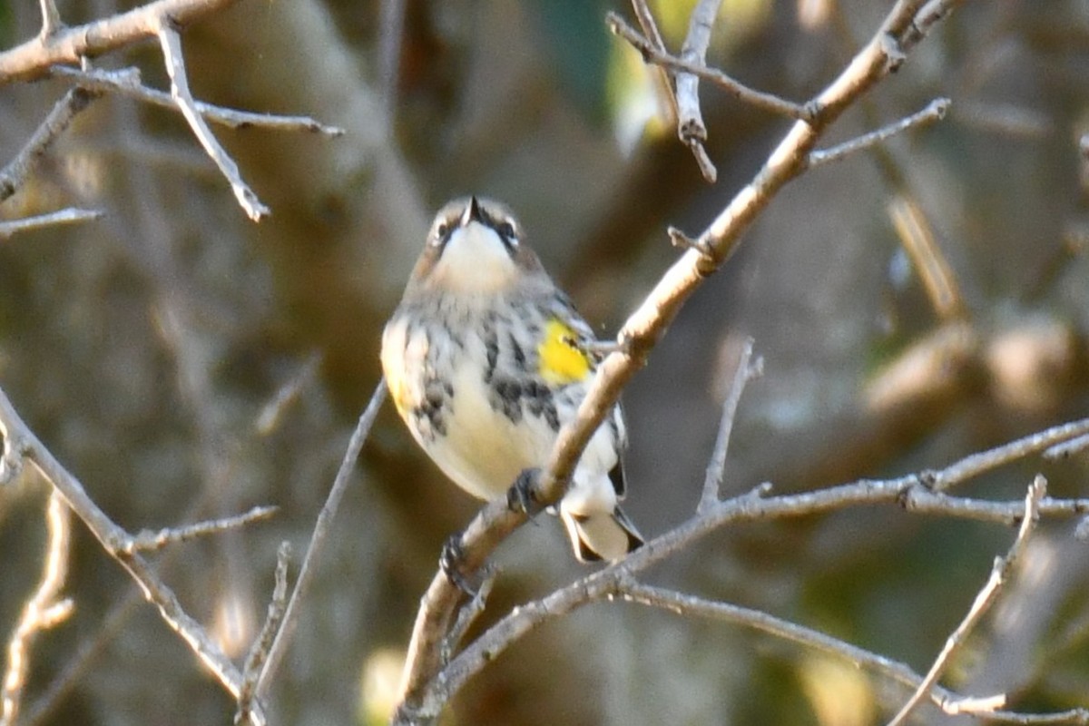 lesňáček žlutoskvrnný - ML644642937