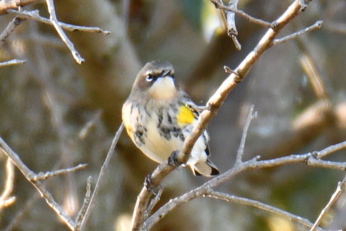 lesňáček žlutoskvrnný - ML644642938