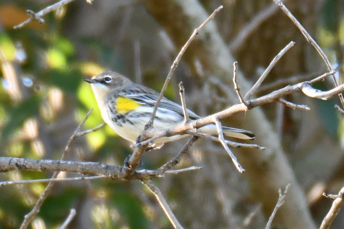 lesňáček žlutoskvrnný - ML644642939