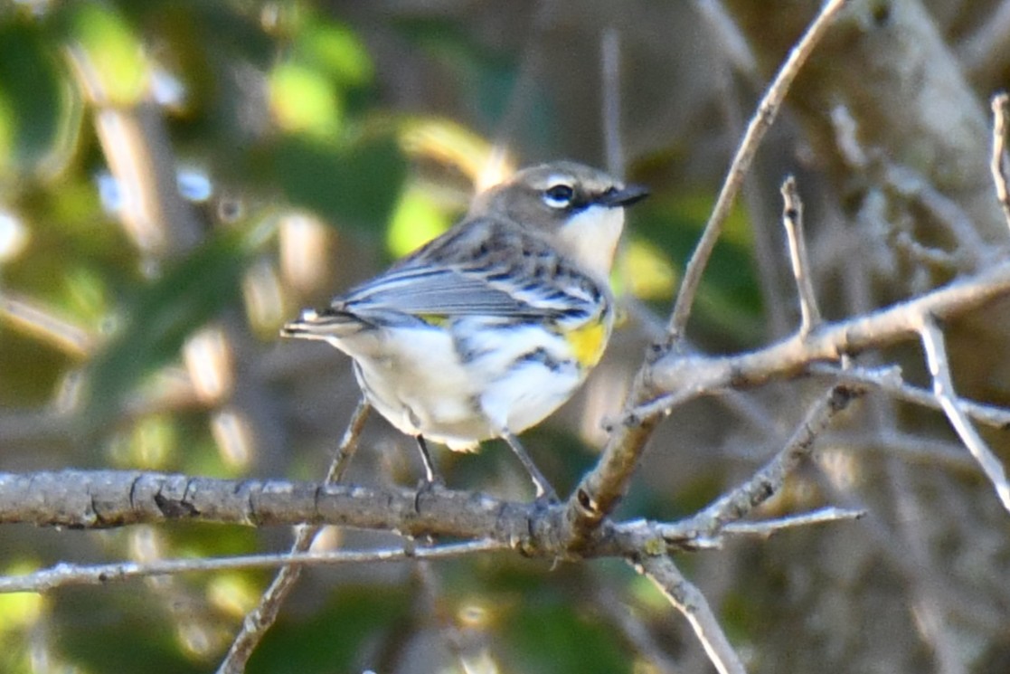 lesňáček žlutoskvrnný - ML644642940