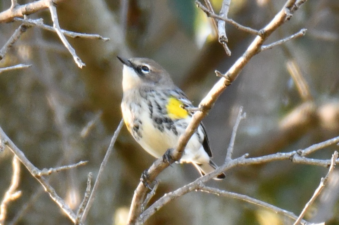 lesňáček žlutoskvrnný - ML644642941