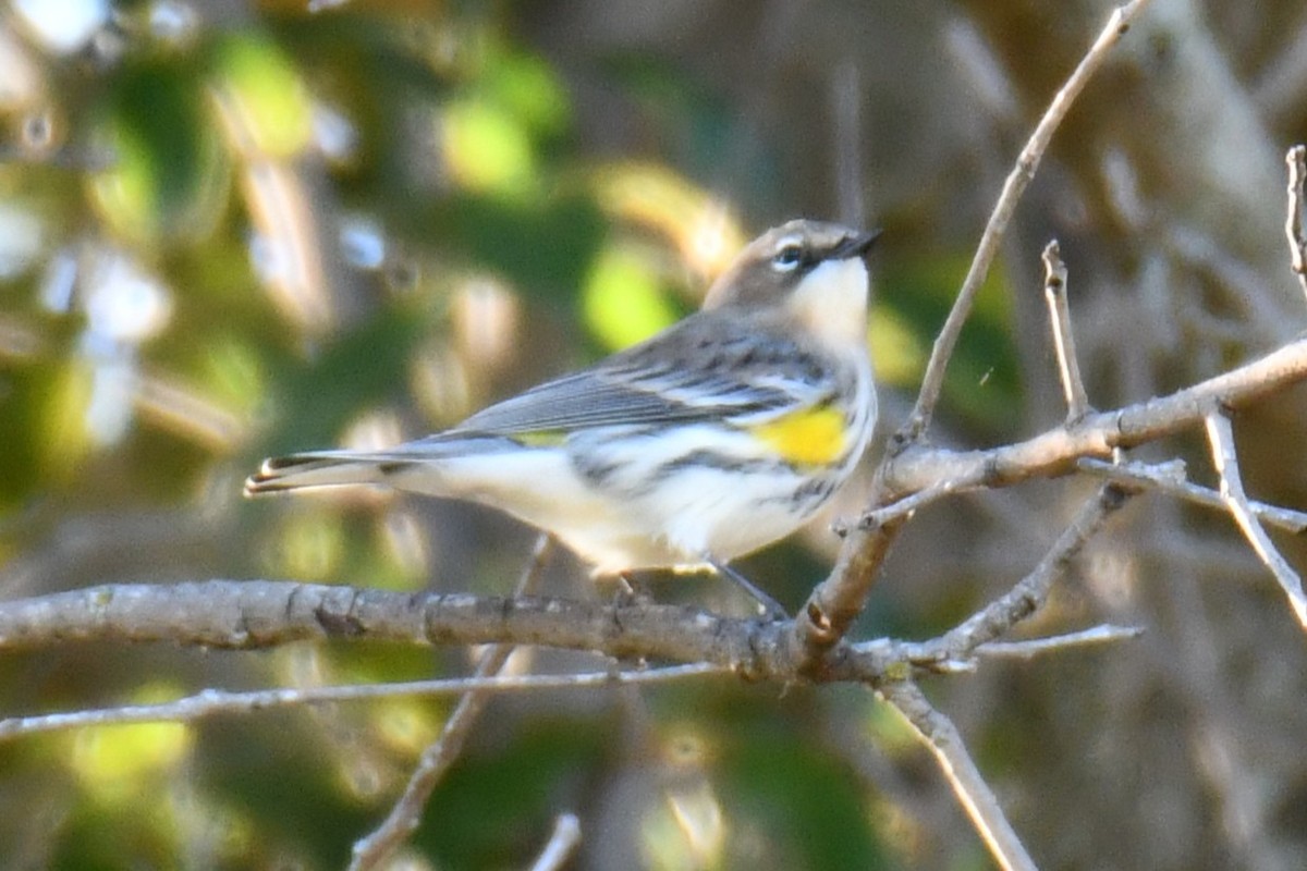 lesňáček žlutoskvrnný - ML644642942