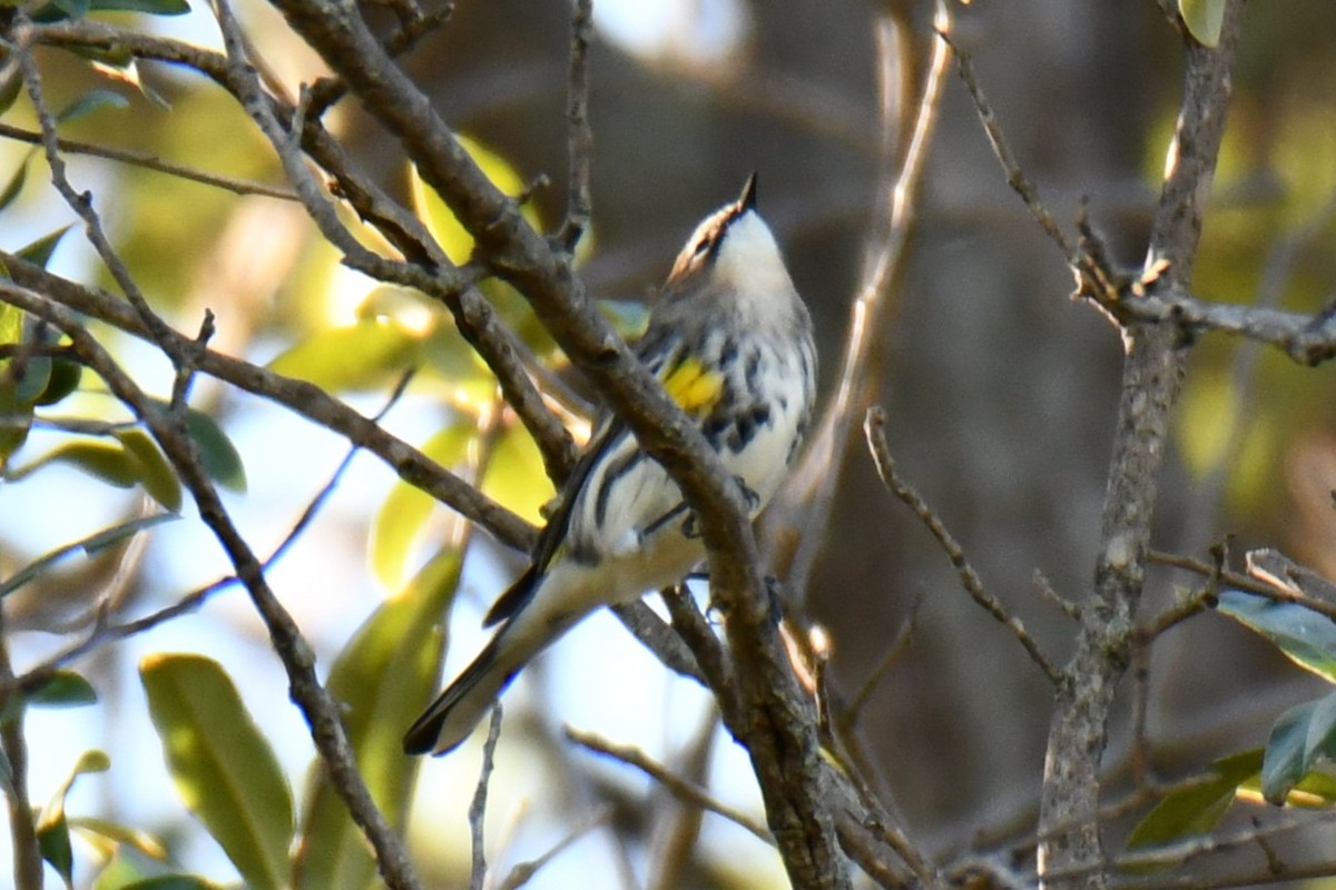 lesňáček žlutoskvrnný - ML644642943