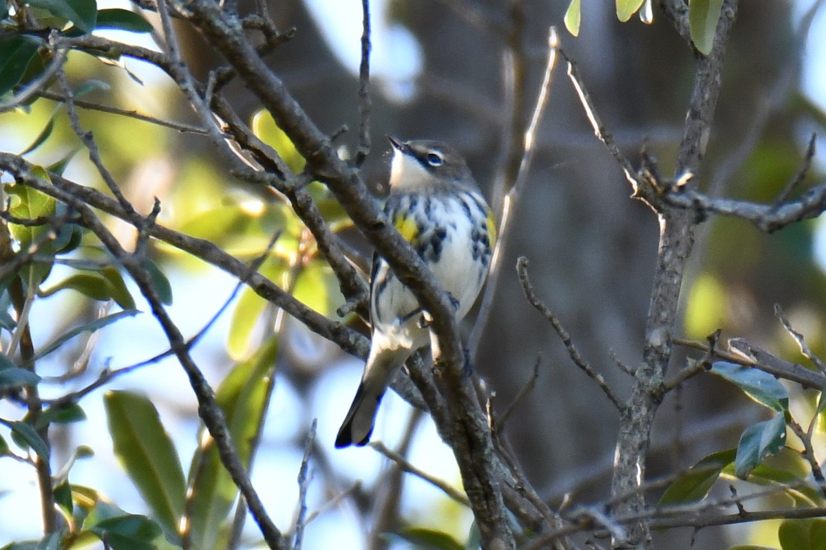 lesňáček žlutoskvrnný - ML644642944