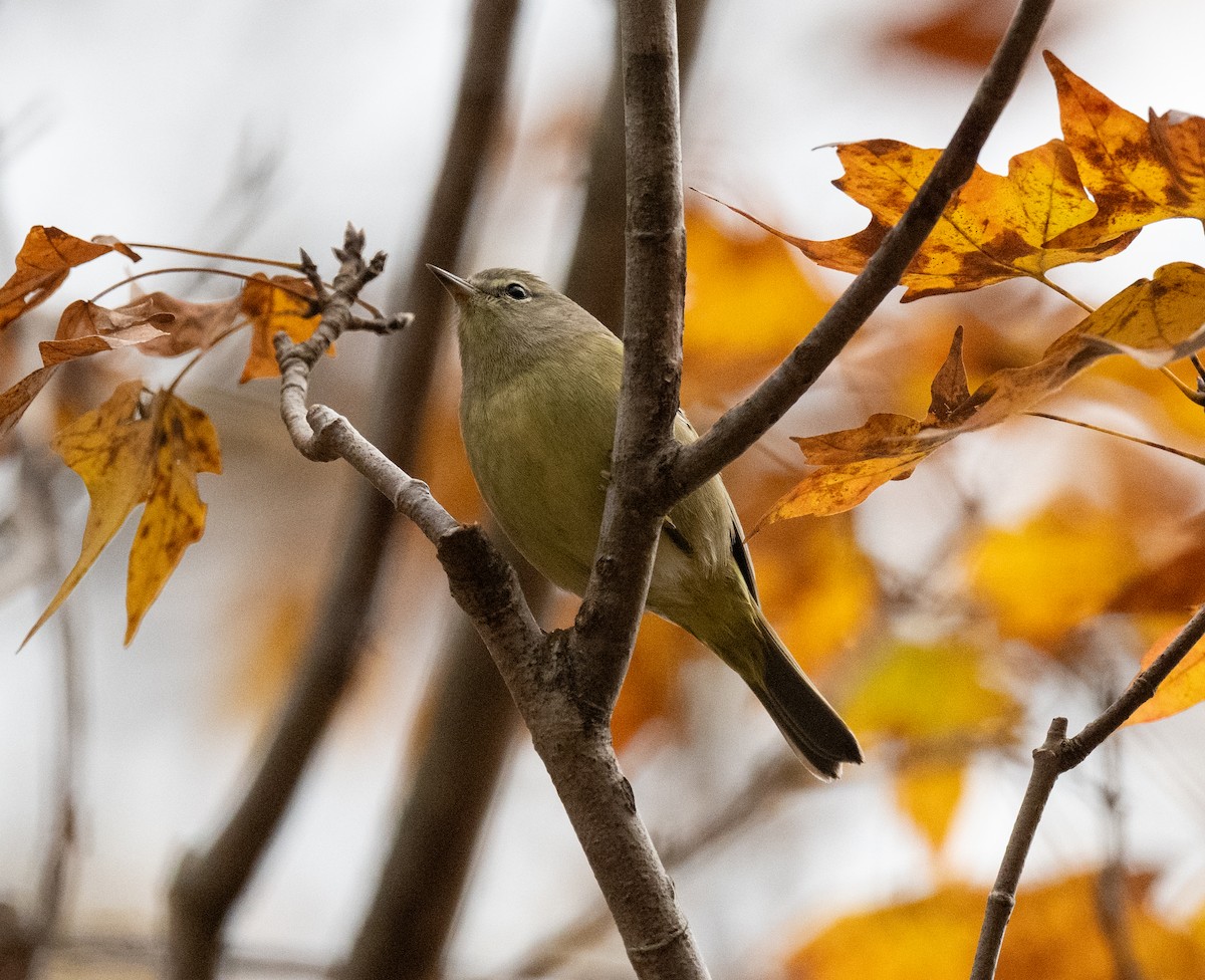 lesňáček hvězdičkový - ML644642945