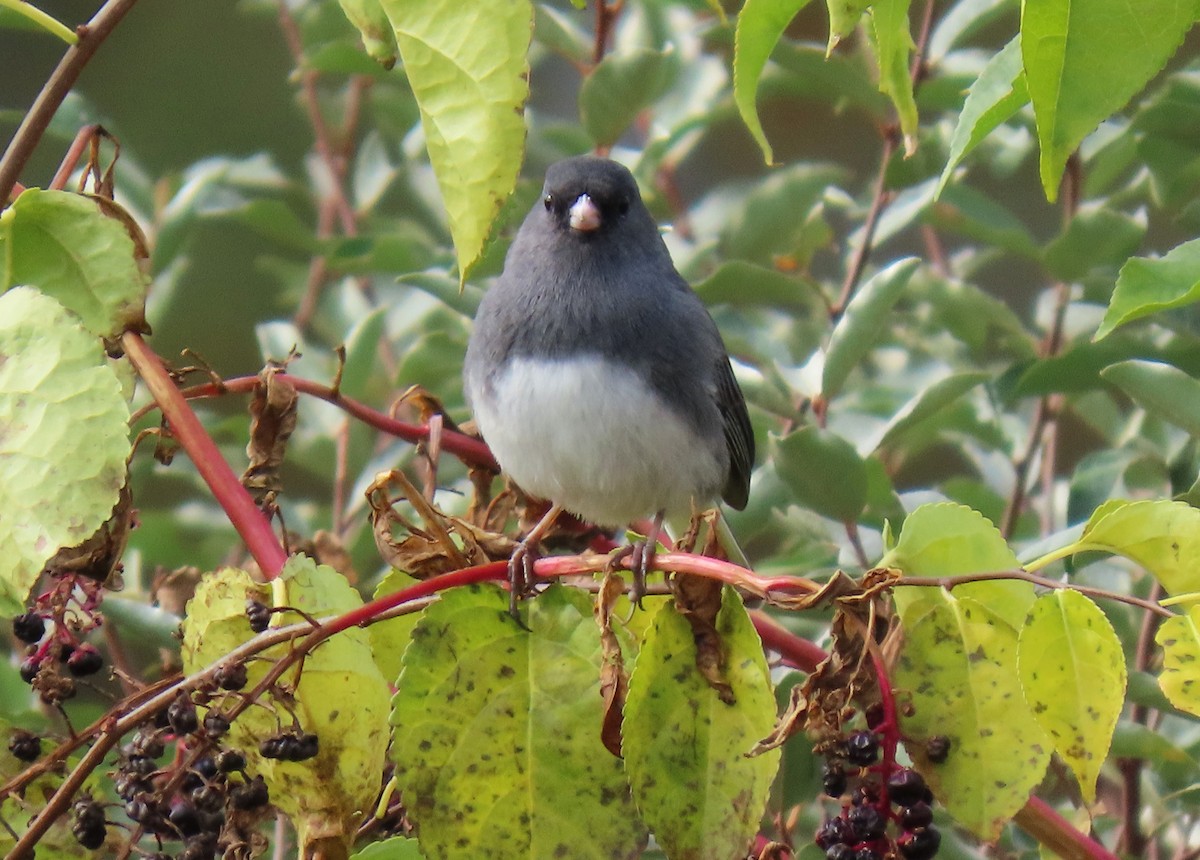 strnadec zimní - ML644642951