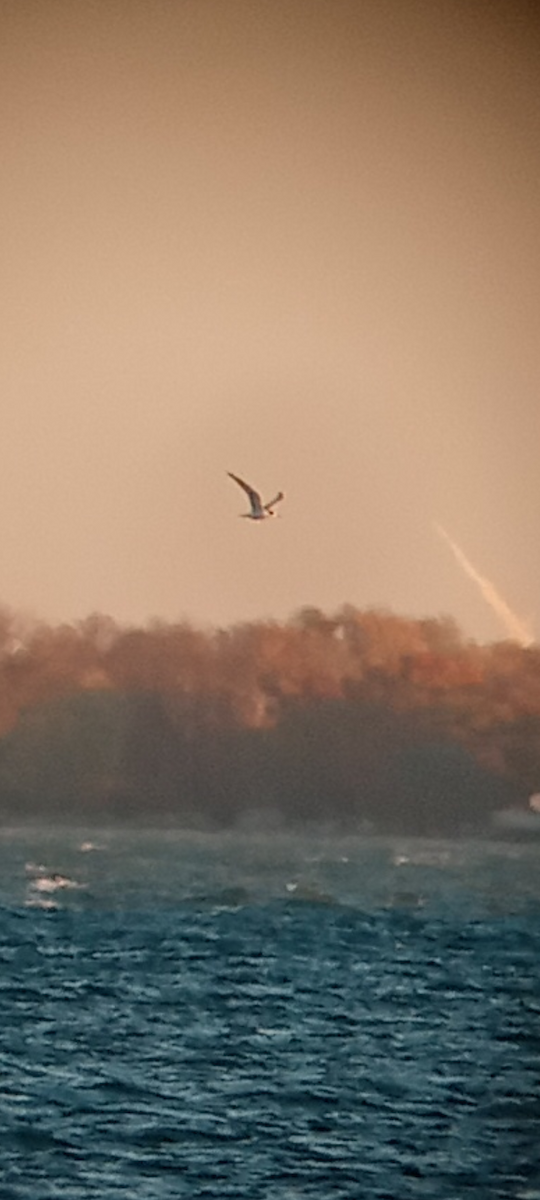 Common Tern - ML644642952