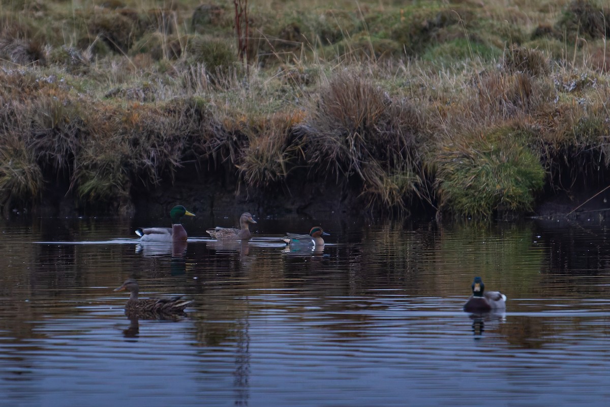 Sarcelle d'hiver (carolinensis) - ML644642954