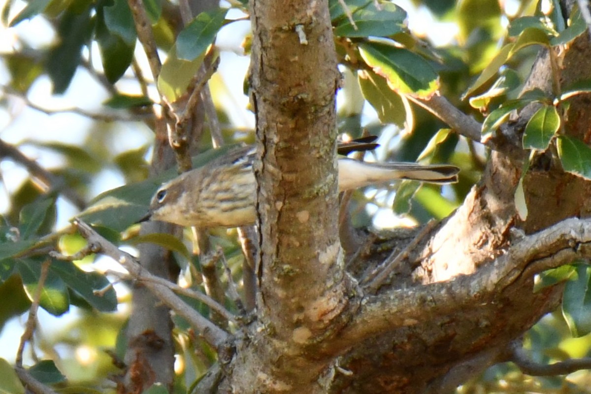 lesňáček žlutoskvrnný - ML644642987