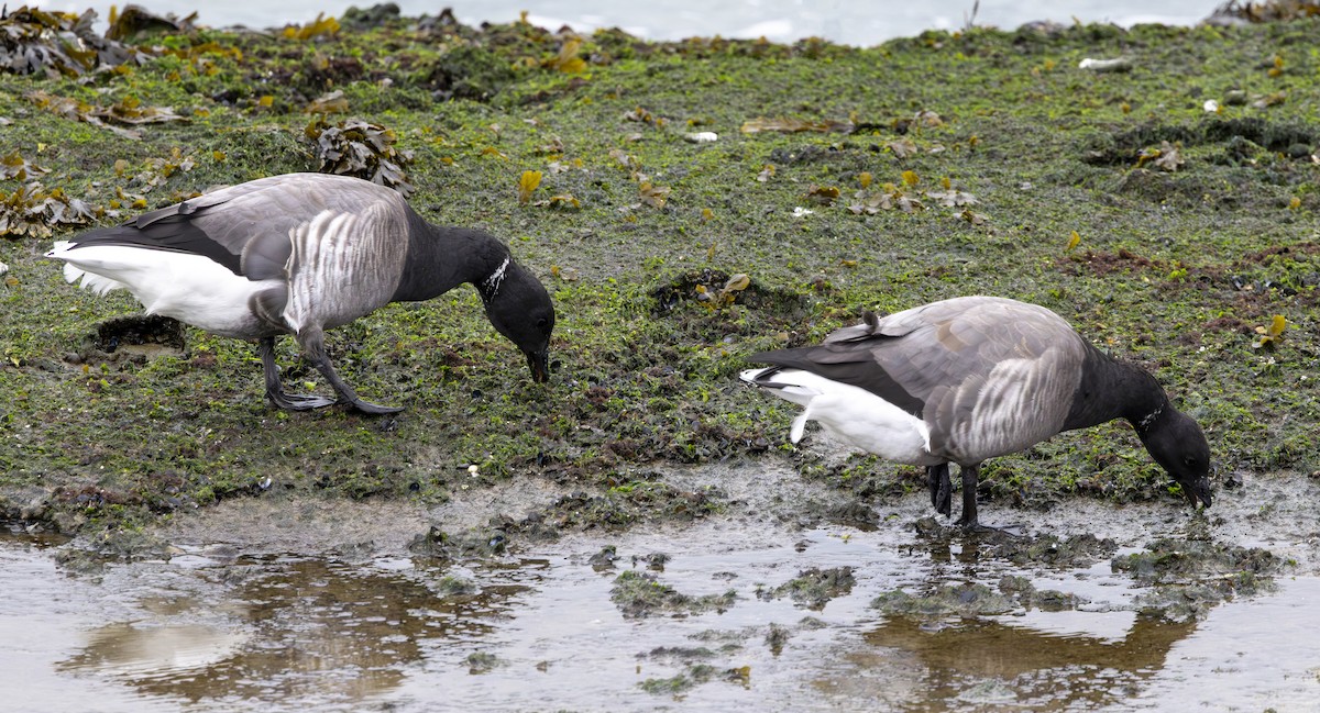 Brant (Dark-bellied) - ML644642996