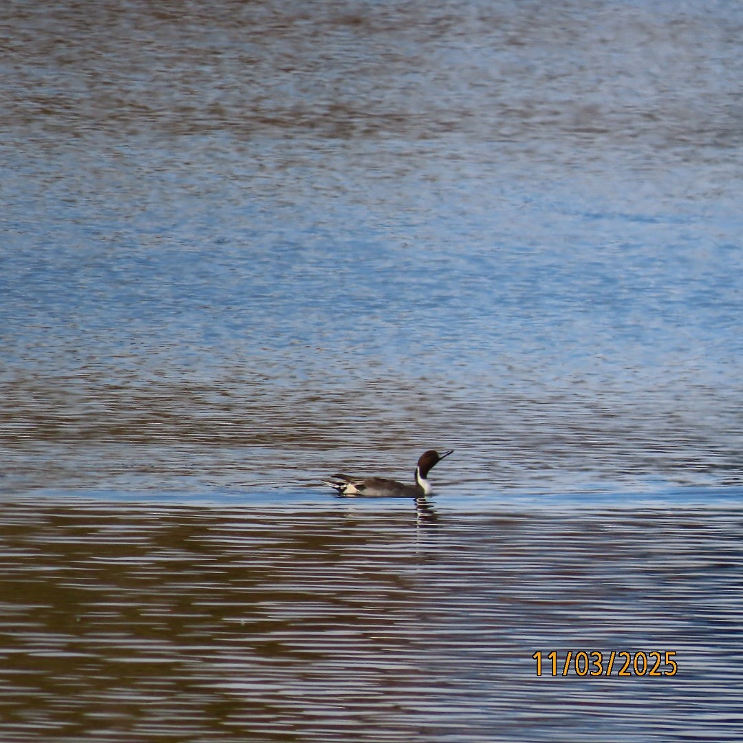 ostralka štíhlá - ML644643003