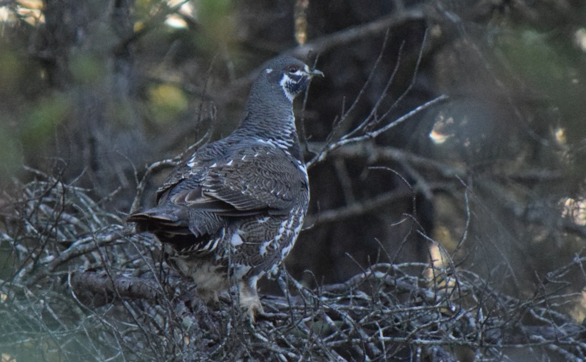 Spruce Grouse - ML644643004