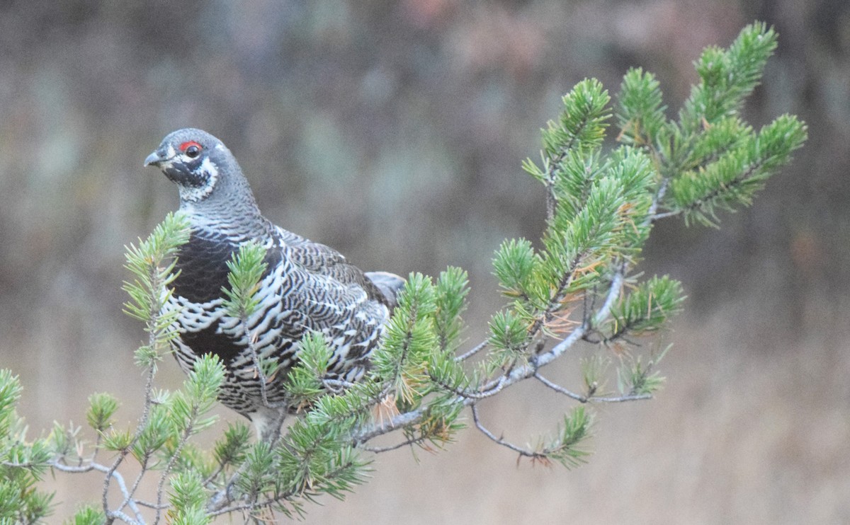 Spruce Grouse - ML644643005