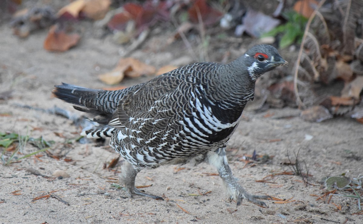 Spruce Grouse - ML644643006