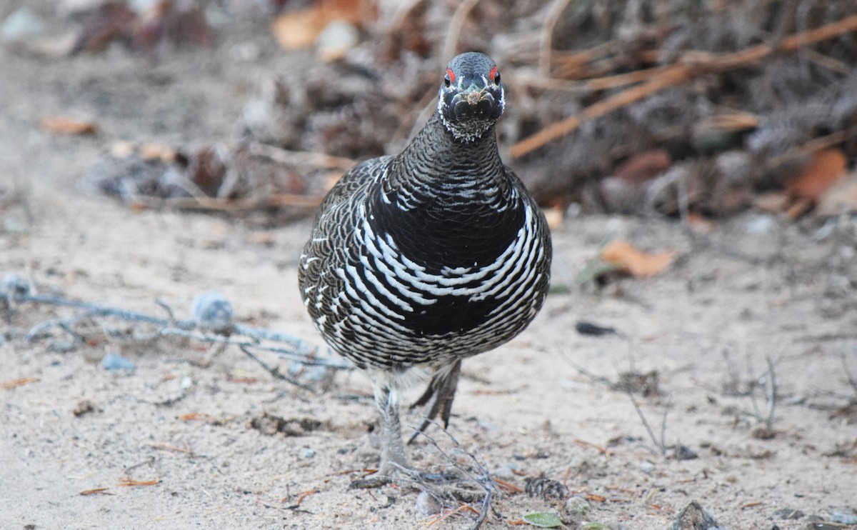 Spruce Grouse - ML644643007