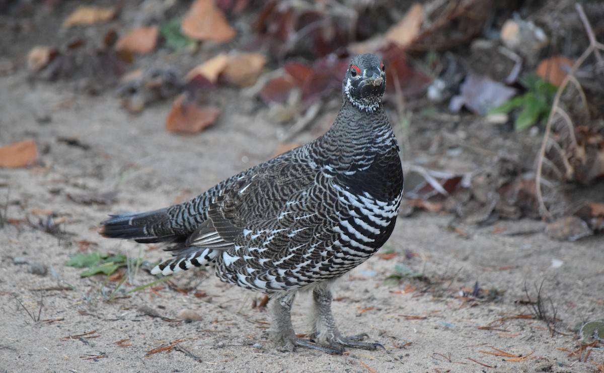 Spruce Grouse - ML644643008