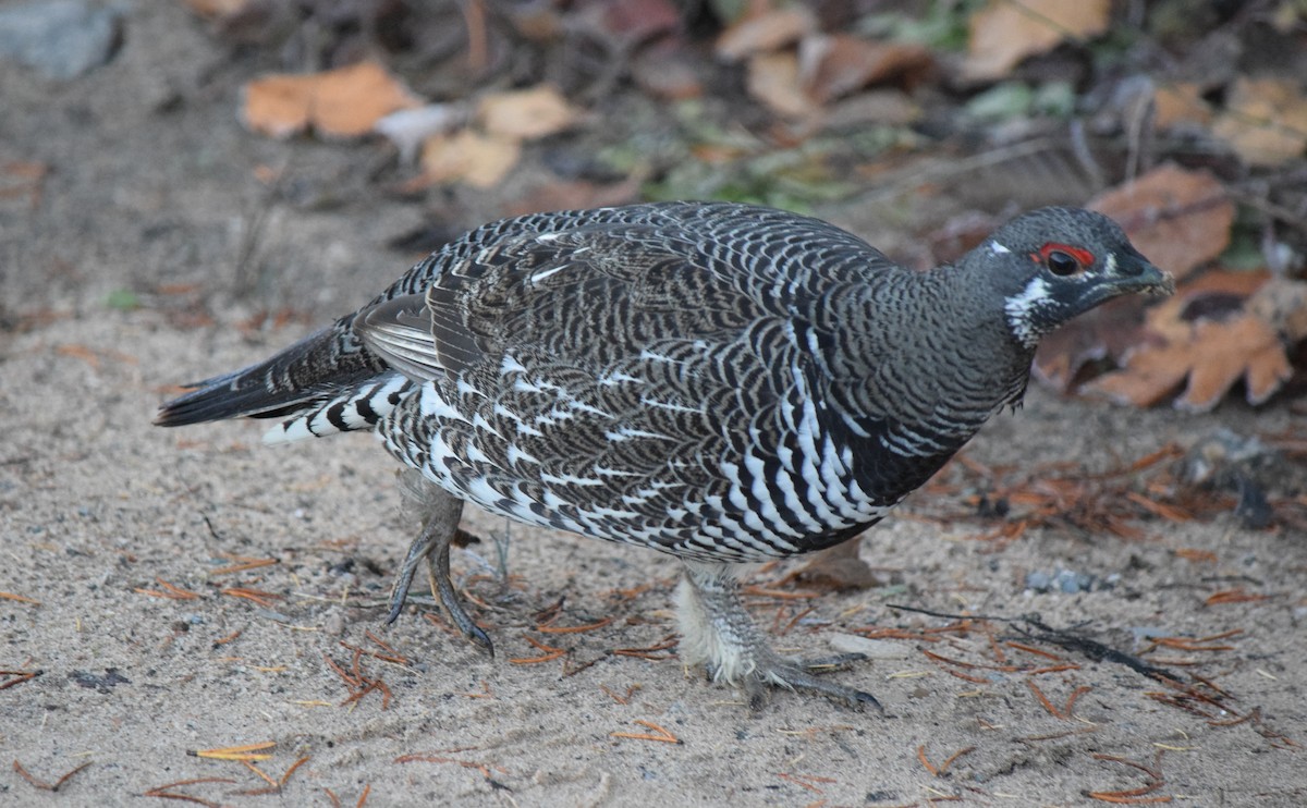 Spruce Grouse - ML644643009