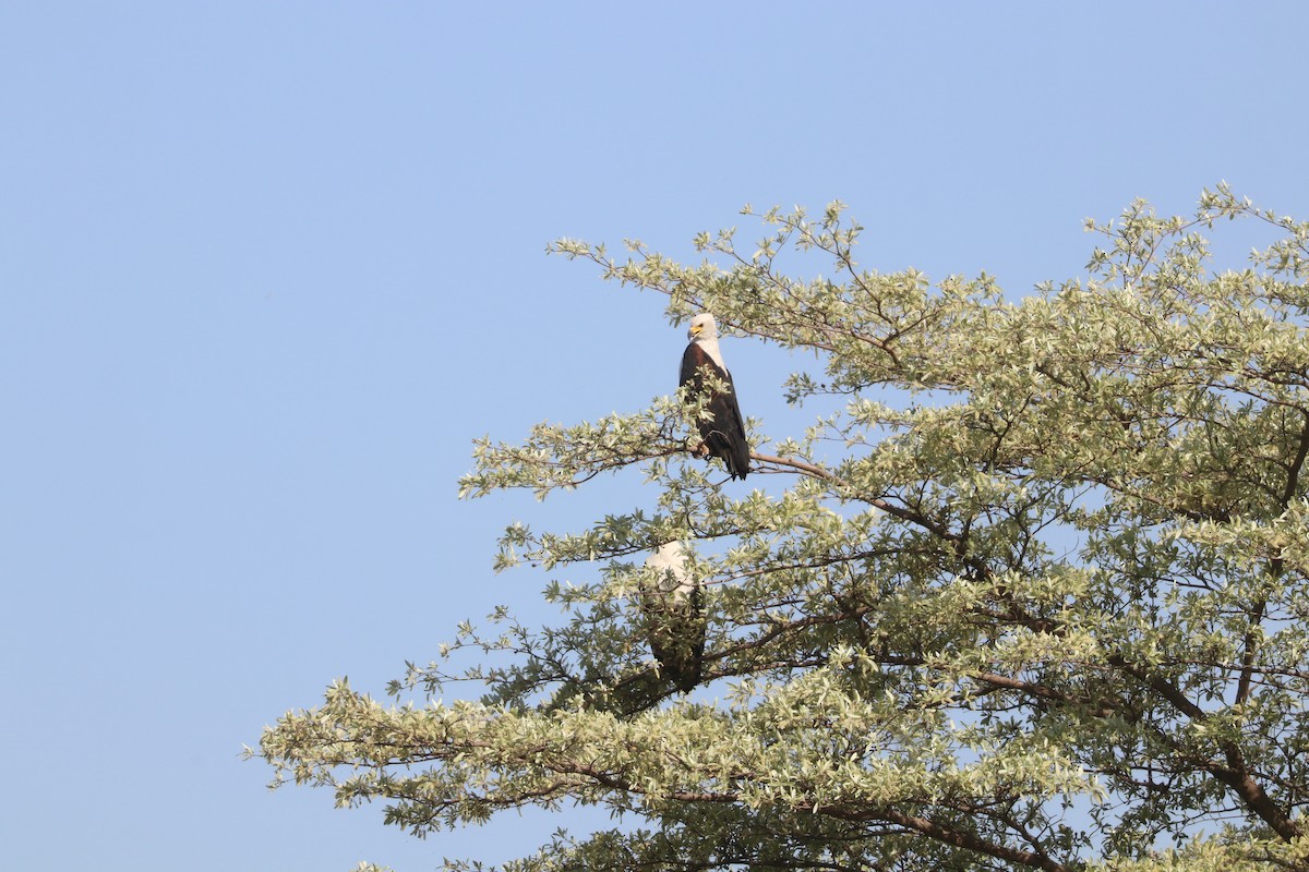 flodørn - ML644643016