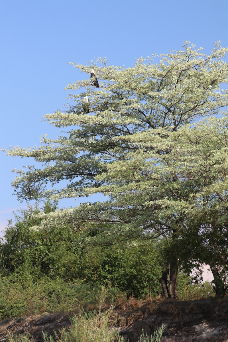 flodørn - ML644643017